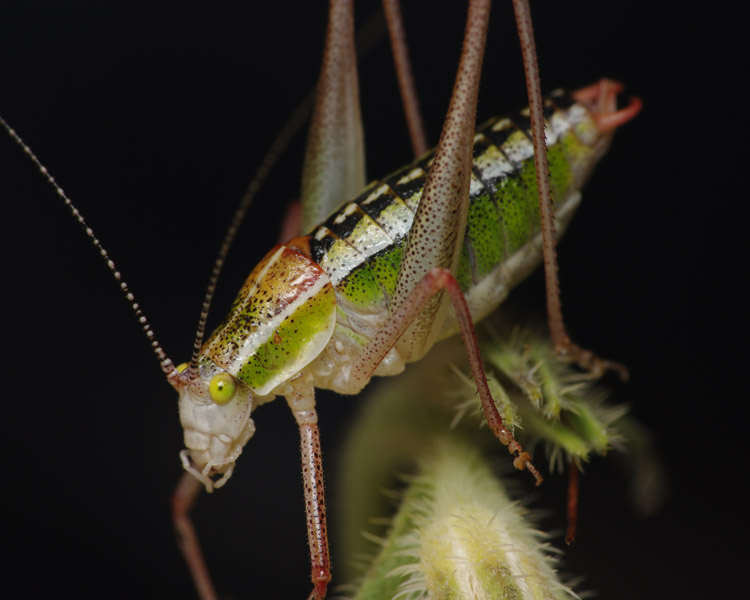 Phaneropteridae, Croazia, 22 mm, 05.2011